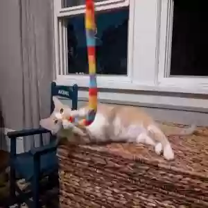 adoptable Cat in Lakewood, OH named Clementine
